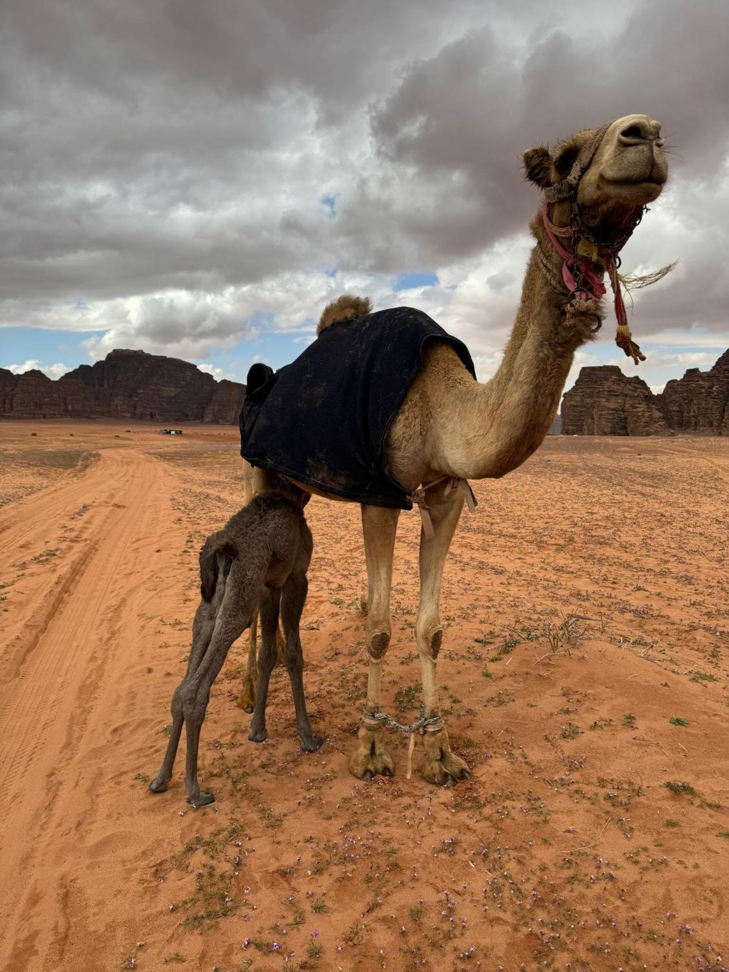 Sunrise Luxury Camp Hotel Wadi Rum Exterior photo